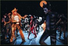 Мюзикл Сats. Польская постановка. Фото № 13