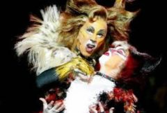 Cats. Южная Африка. Фото № 58