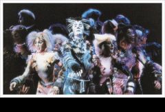 Cats. Южная Африка. Фото № 20