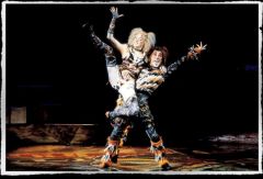 Cats. Южная Африка. Фото № 34