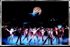 Cats. Южная Африка. Фото № 28