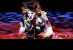 Cats. Южная Африка. Фото № 12