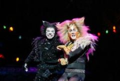 Cats. Южная Африка. Фото № 52