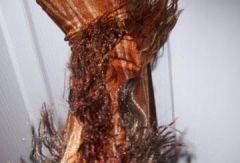 Мюзикл Cats. Костюм № 11